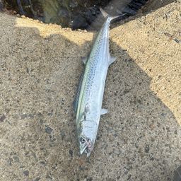 サゴシ