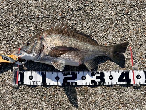 チヌの釣果
