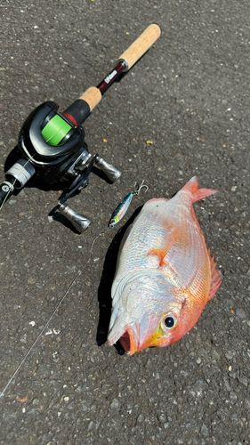 レンコダイの釣果