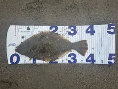 ヒラメの釣果