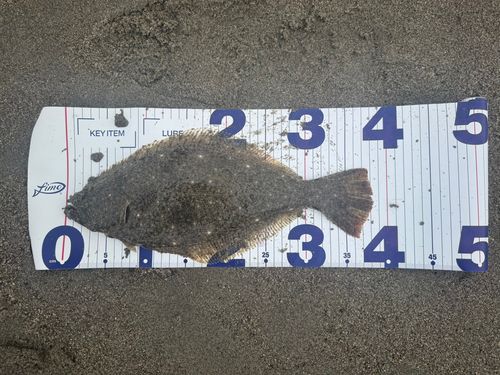 ヒラメの釣果