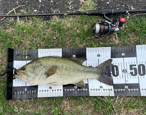 ブラックバスの釣果