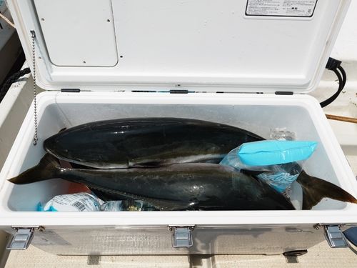 ブリの釣果