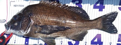 チヌの釣果