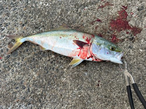 ワラサの釣果