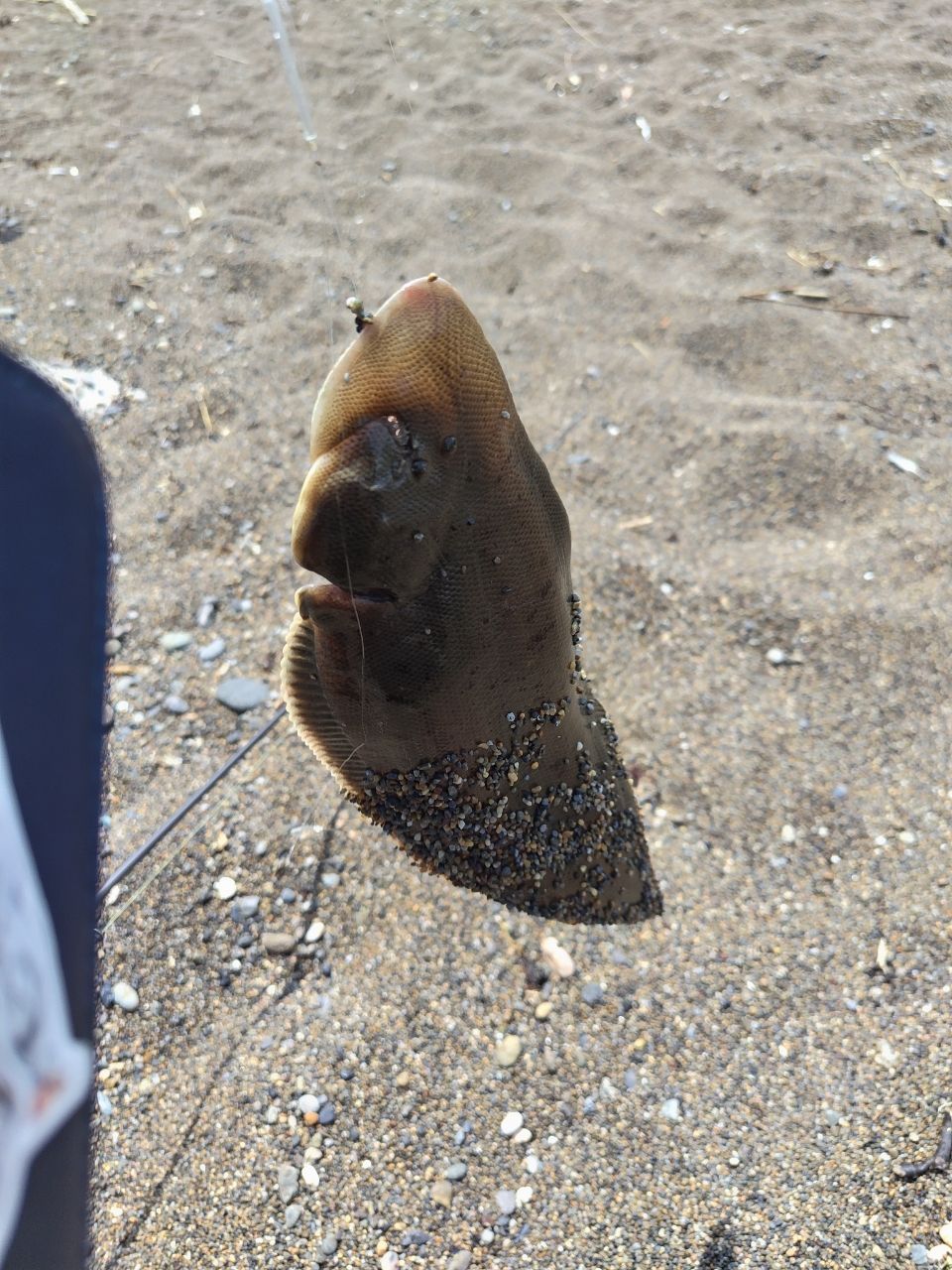 クロウシノシタ