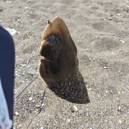 クロウシノシタ