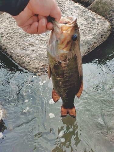 スモールマウスバスの釣果