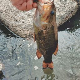 スモールマウスバス