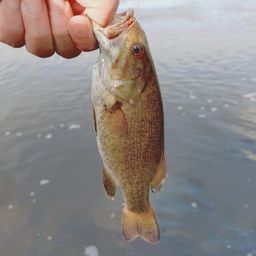 スモールマウスバス