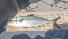 ヒラマサの釣果