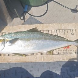 ヒラマサ