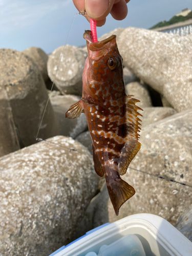 キジハタの釣果