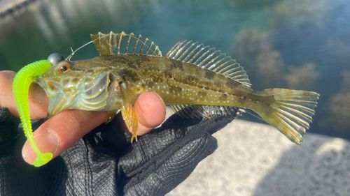 ハゼの釣果