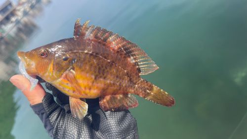 オハグロベラの釣果