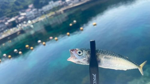 サバの釣果