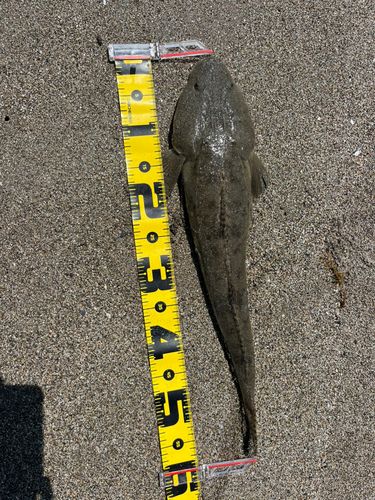 マゴチの釣果
