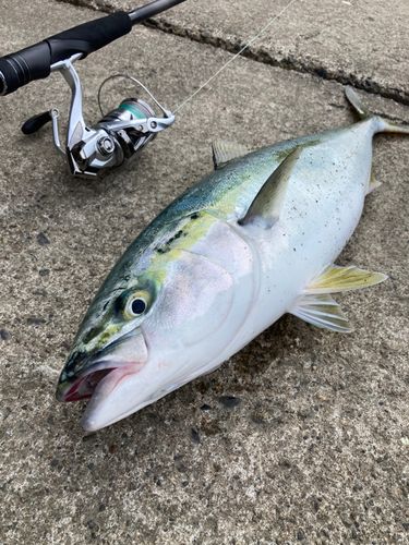 ワラサの釣果