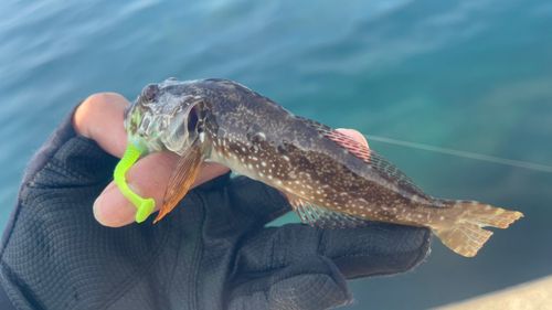 ハゼの釣果