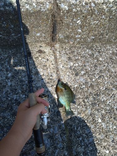 ブルーギルの釣果