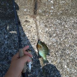 ブルーギル