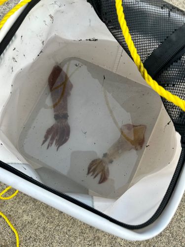 マメイカの釣果