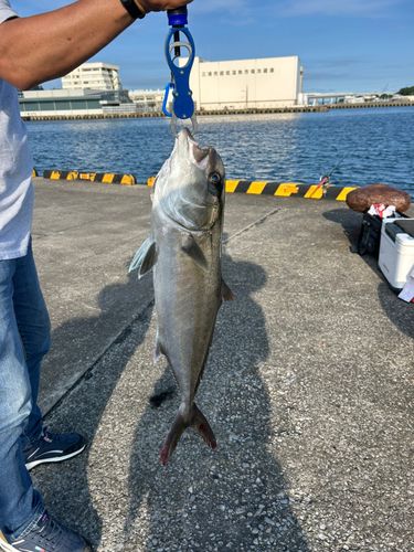 カンパチの釣果