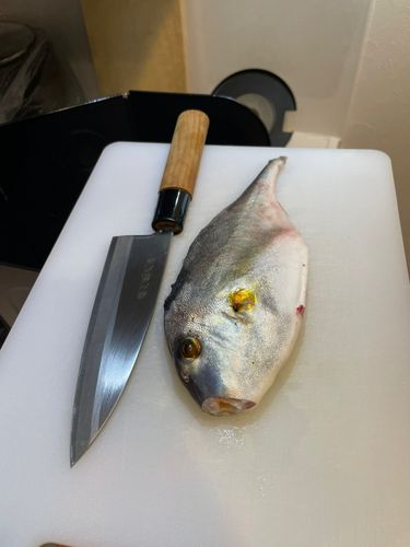 キスの釣果