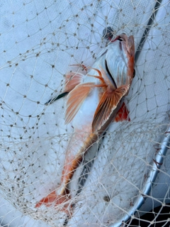 ホウボウの釣果