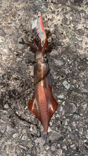 ケンサキイカの釣果