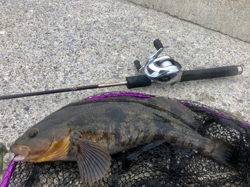 アイナメの釣果