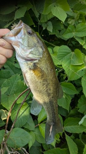 ラージマウスバスの釣果