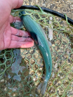 ニジマスの釣果