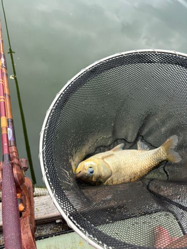 ヘラブナの釣果