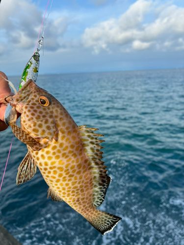 オオモンハタの釣果