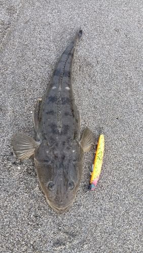 マゴチの釣果