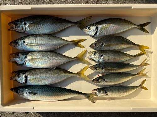 アジの釣果