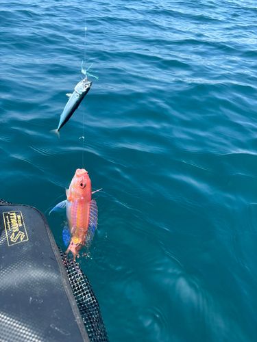 ソコイトヨリの釣果