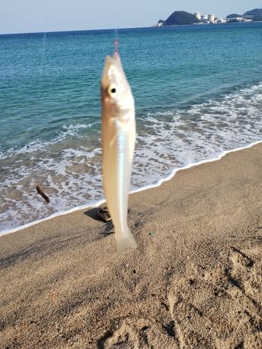 キスの釣果