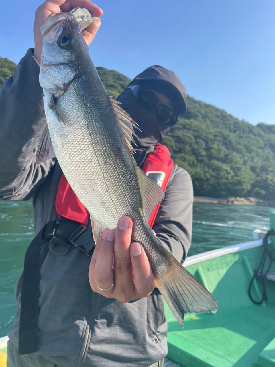 セイゴ（ヒラスズキ）