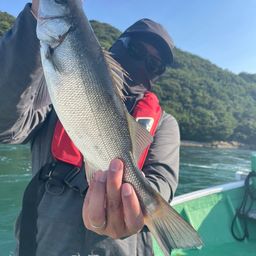 セイゴ（ヒラスズキ）