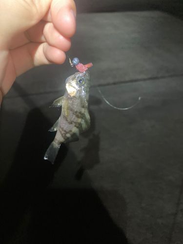 シロメバルの釣果