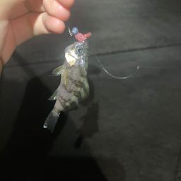 シロメバル