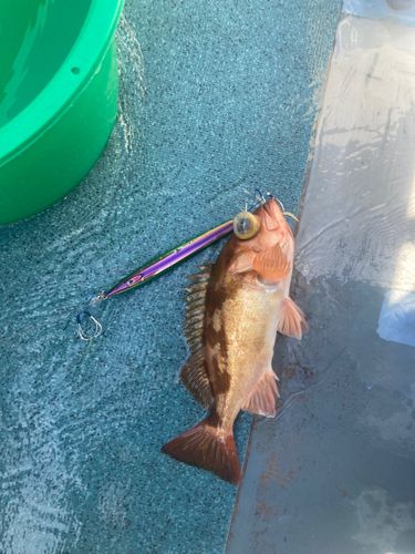 ウスメバルの釣果