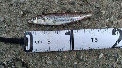 シロギスの釣果