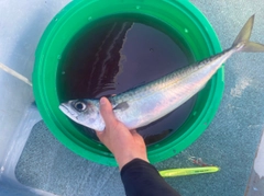 マサバの釣果