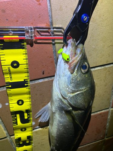 シーバスの釣果