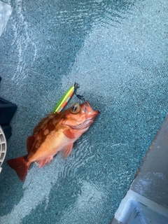 ウスメバルの釣果