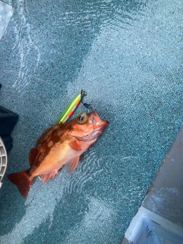 ウスメバルの釣果