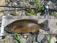 スモールマウスバスの釣果